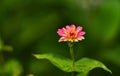 A small pink Hardy Chrysanthemums has started blooming